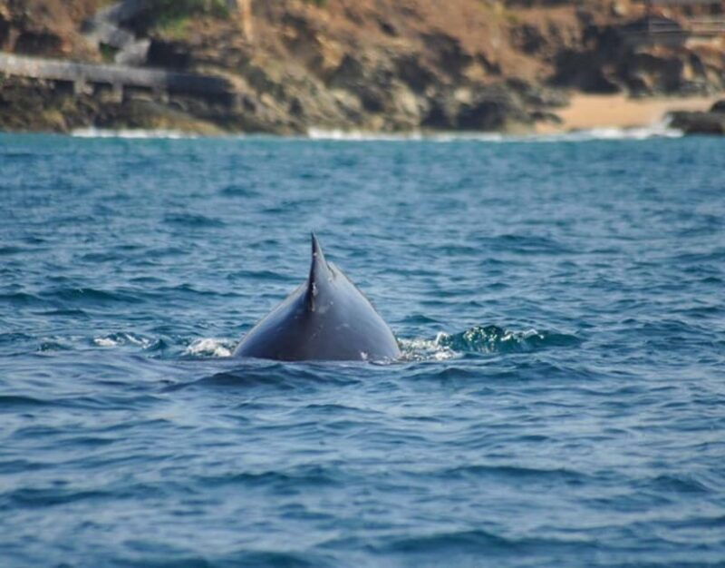 zihuatanejo-marine-life-observation-tour