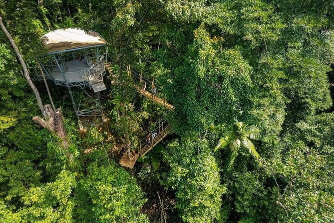 Ziplining Cape Tribulation with Treetops Adventures - Practical Details and Tips