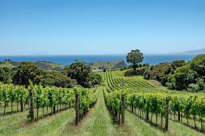 5 or 7 hour Far End of Waiheke Scenic Wine Tour in Electric Vans - Exploring Waiheke’s Far End: An Honest Look at the Scenic Wine Tour in Electric Vans