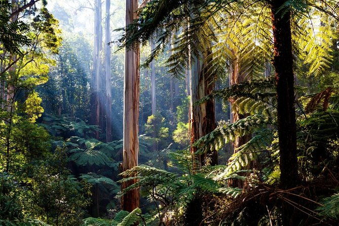 '56 Chevrolet 6-Hour Dandenong Ranges Classic Car Private Tour (4 person) - Key Points