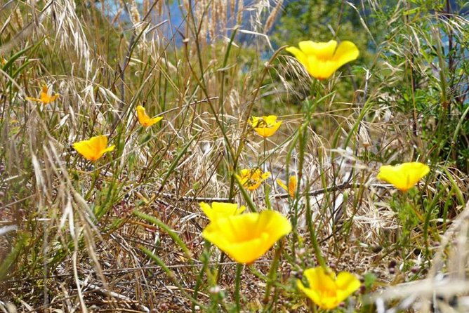 1-Hour Ruby Island Cruise and Walk from Wanaka - FAQ