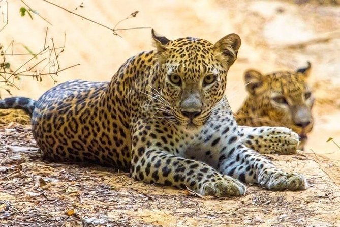 10-Days Private tour package. English speaking driver and Private luxury vehicle - Final Thoughts: Is It Worth It?