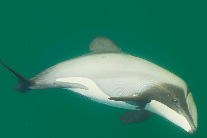 2 hour Dolphin Viewing Eco-Tour from Picton - FAQs About the Dolphin Viewing Eco-Tour