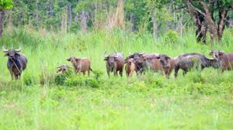 2-n-3-days-chitwan-tour-package-from-pokhara-or-kathmandu