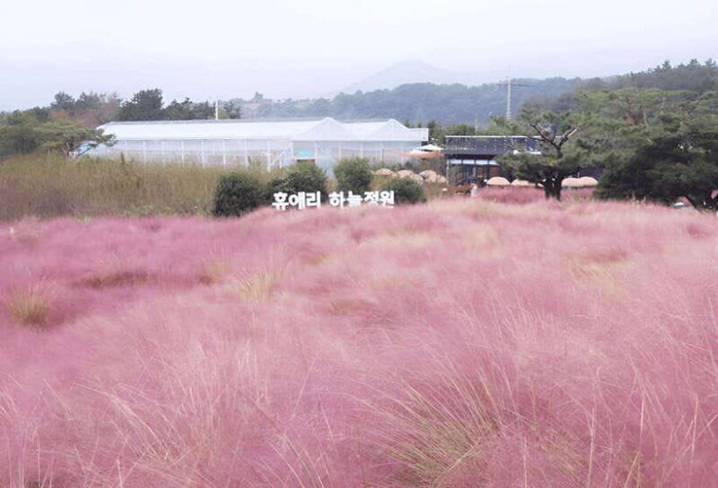 2025-jeju-autumn-tour-with-pink-muhly-festival