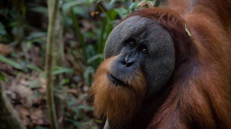 3-days-2-nights-orangutan-trek-bukit-lawang