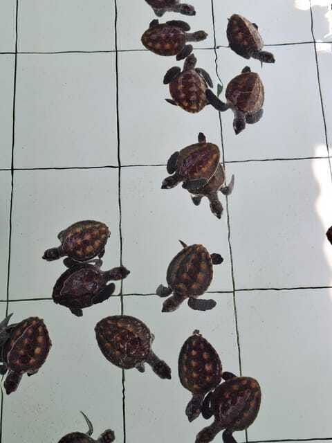3-islands-snorkeling-turtle-sanctuary-gopro-included
