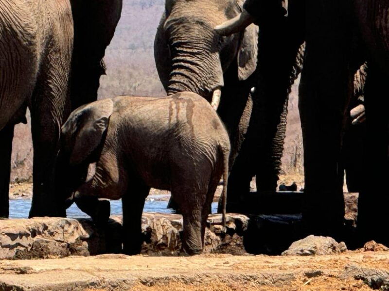 5-days-4-nights-safari-tour-in-madikwe-and-pilanersbeg