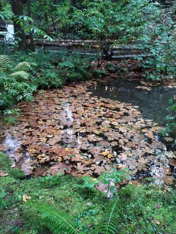 5tourlux-carcapilano-sus-brstanley-parkdamlakehatchery