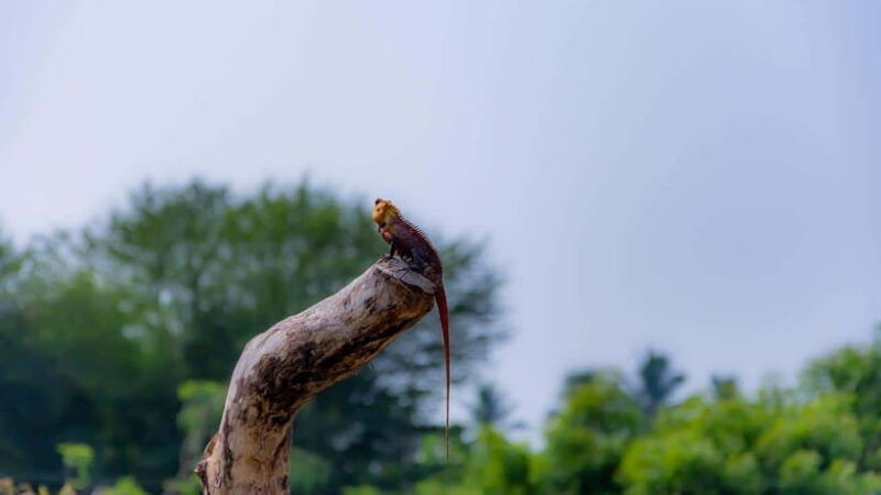 8-day-sri-lanka-tour-history-nature-culture-wildlife