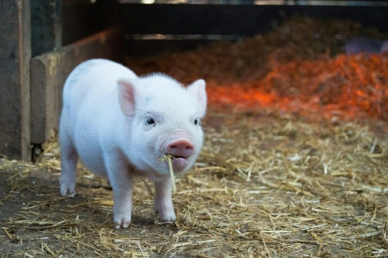 a-day-as-a-farmer-experience