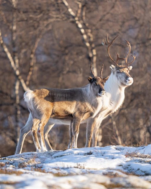 abisko-photo-hike-with-professional-photographer