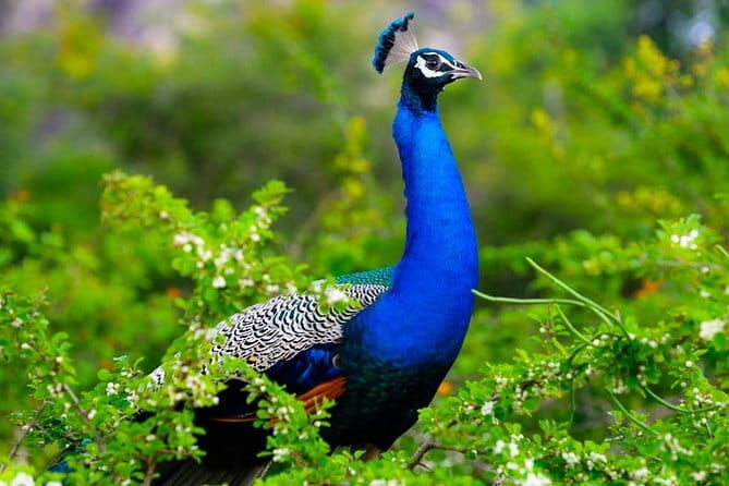 Adventure safari Experience in Hurulu Eco Park, Sri Lanka - FAQ