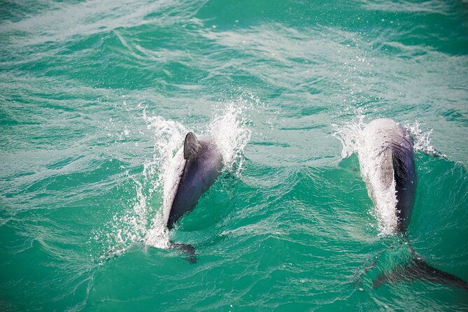 Akaroa Private Day Tour From Christchurch (Carbon Neutral) - Who is This Tour Best For?