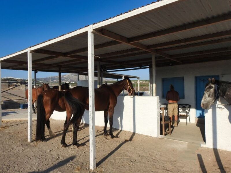 akrotiri-guided-horseback-riding-day-trip-to-a-beach