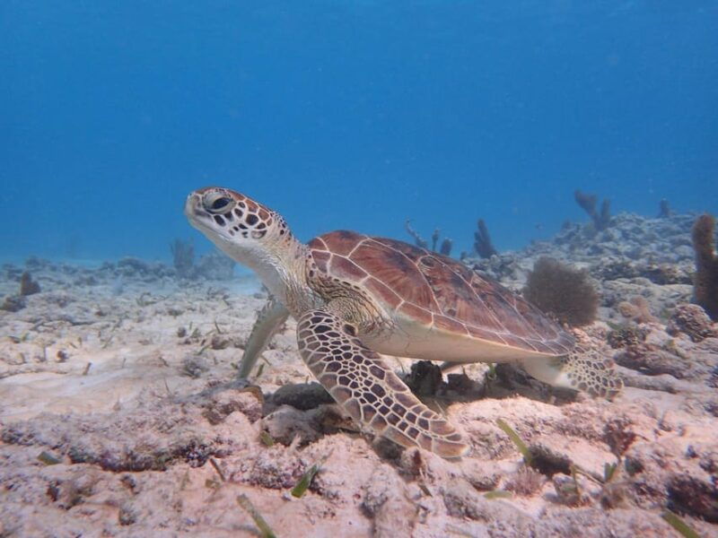 akumal-swimming-with-turtles-tour
