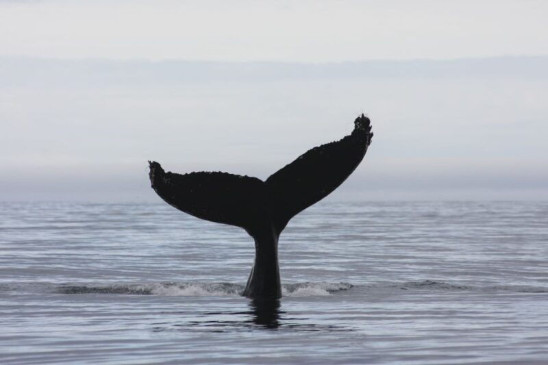 akureyri-2-hour-whale-watching-express-by-rib-speedboat