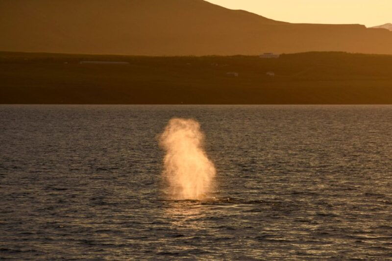 akureyri-whale-watching-in-the-midnight-sun