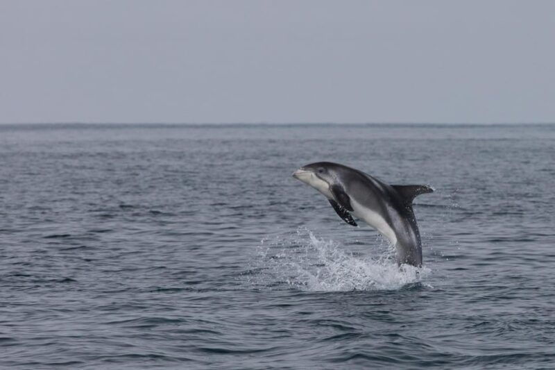 akureyri-whale-watching-tour-forest-lagoon-entrance