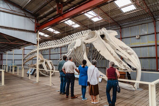 Albany's Whale Story - FAQs