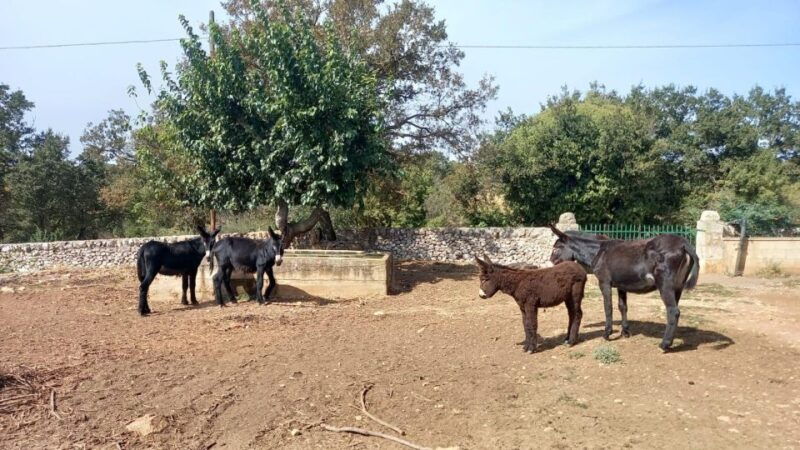 alberobello-e-bike-tour-with-visit-to-a-donkey-farm