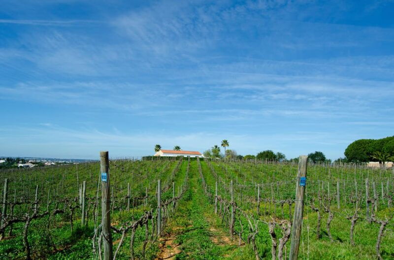 albufeira-city-highlights-wine-tasting