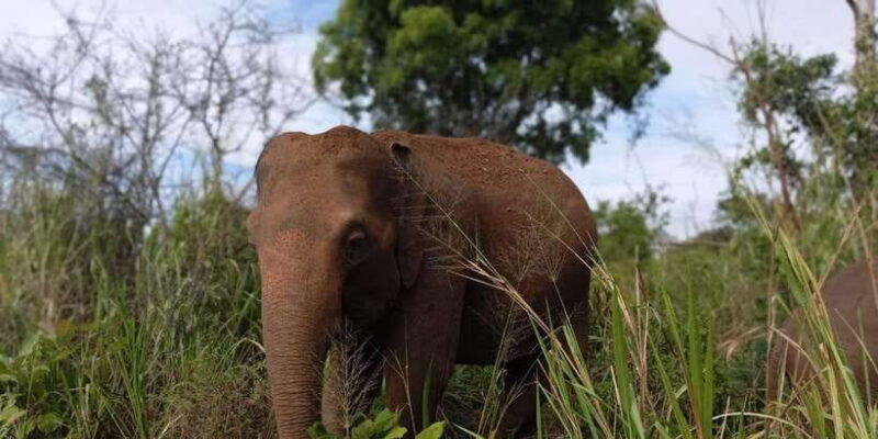 all-inclusive-minneriya-national-park-safari-with-hotel-pick
