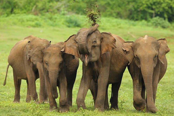All Inclusive Udawalawa National Park Day Tour from Colombo - The Value for Money