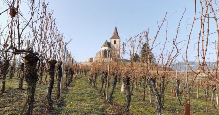 alsace-half-day-wine-tour-from-colmar-2