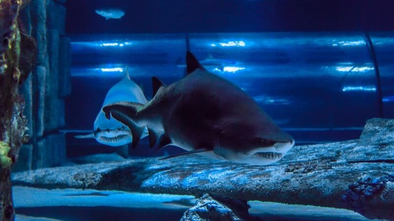 antalya-aquarium-and-wax-museum-entry-ticket