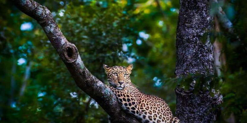 anuradhapura-full-day-wilpattu-national-park-private-safari
