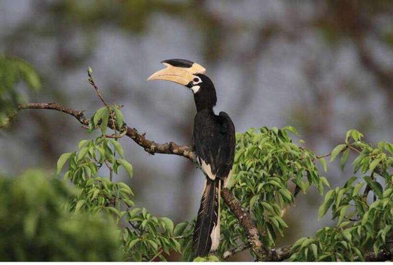 anuradhapura-morning-or-evening-safari-at-wilpattu-private