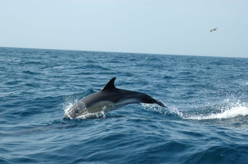 arrabida-sesimbra-dolphin-watching