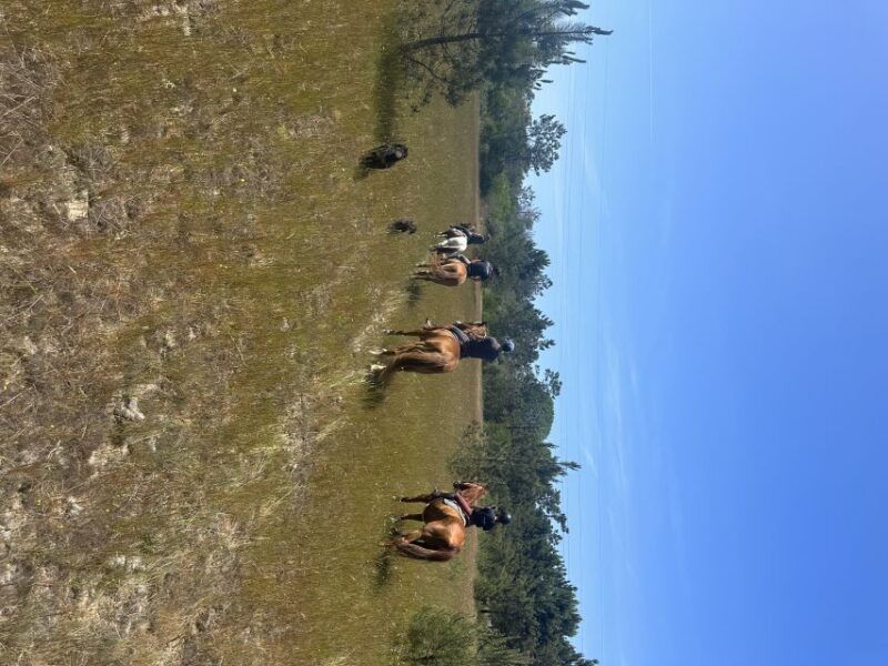 aveiro-horse-riding-experience-with-instructor
