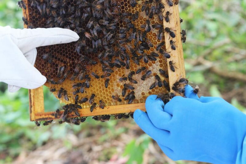 azores-beekeeping-tour-and-honey-taste-2