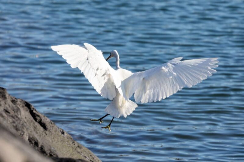 azores-marine-birdwatching-expedition-5