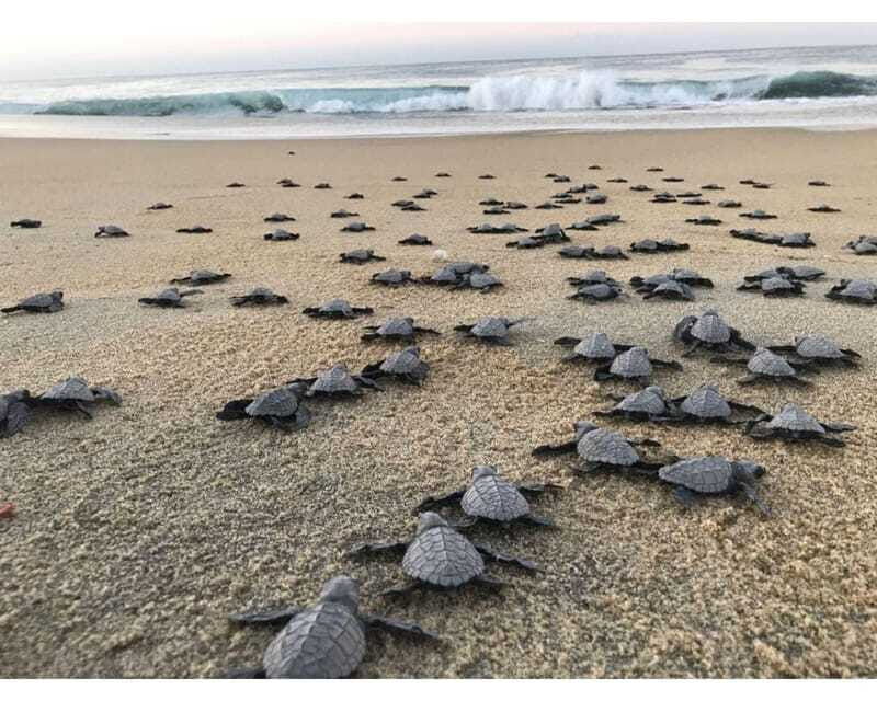 baby-sea-turtles-release-in-puerto-escondido