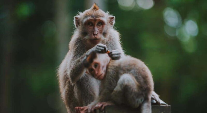 bali-customised-ubud-tour-with-profesional-tour-guide
