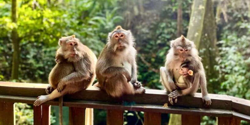 bali-leke-leke-waterfall-monkey-forest-jungle-swing-tour