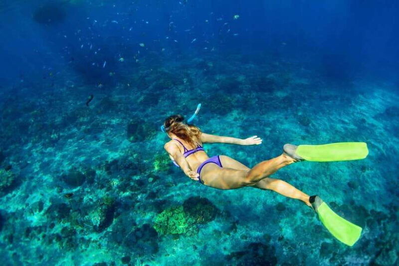 bali-lovina-dolphin-snorkeling-swimming-waterfall-tour