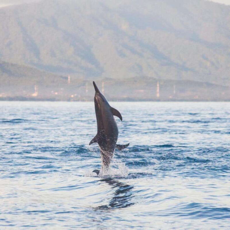 bali-lovina-dolphin-watching-and-snorkeling-tour-2