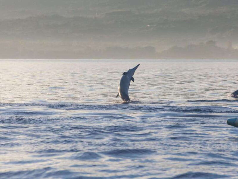 bali-lovina-marine-wonders-dolphin-swim-snorkeling