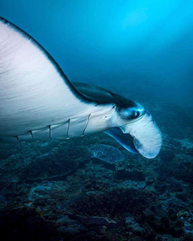 bali-private-snorkeling-at-manta-point-nusa-penida