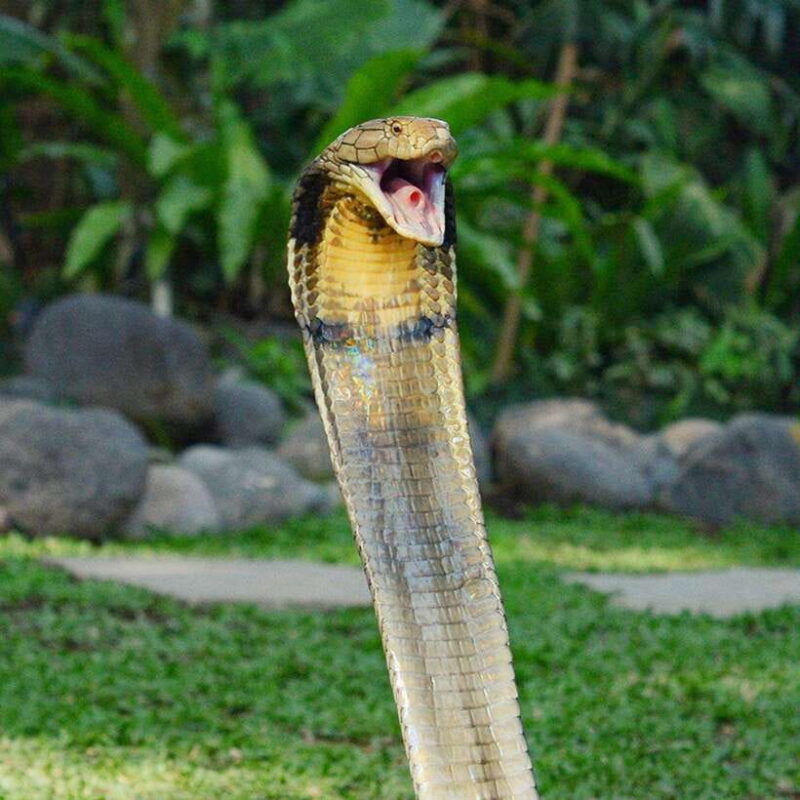 bali-reptile-park-1-day-admission-ticket
