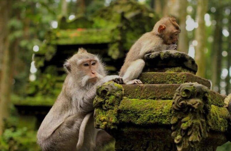 bali-silver-class-monkey-forest-rice-field-coffee-farm