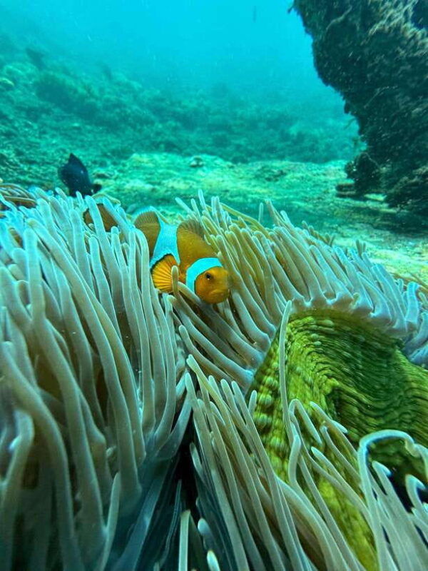 bali-snorkeling-blue-lagoon-and-tanjung-jepun-bali