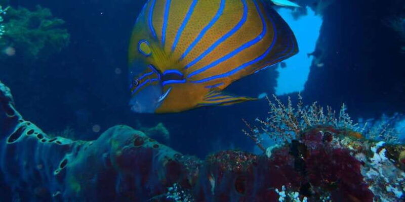 bali-tulamben-usat-liberty-wreck-scuba-diving