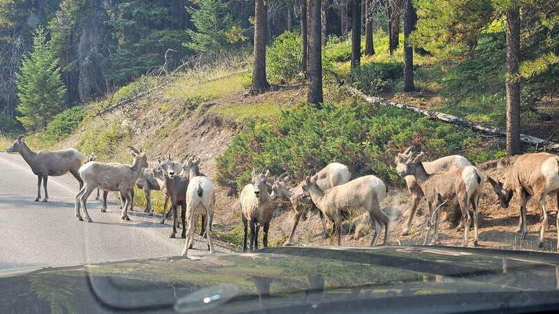 banff-evening-wildlife-safari-guided-tour