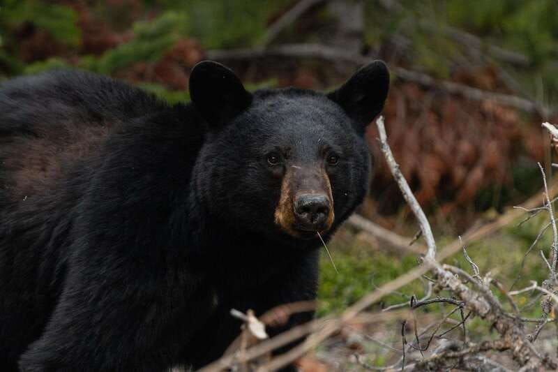 banff-guided-nature-walk-with-bear-country-safety-tips