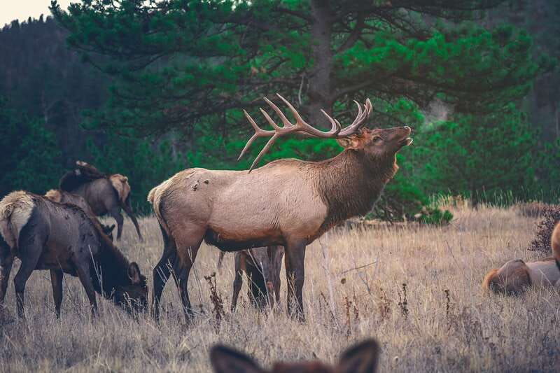 banff-highlights-and-wildlife-group-tour